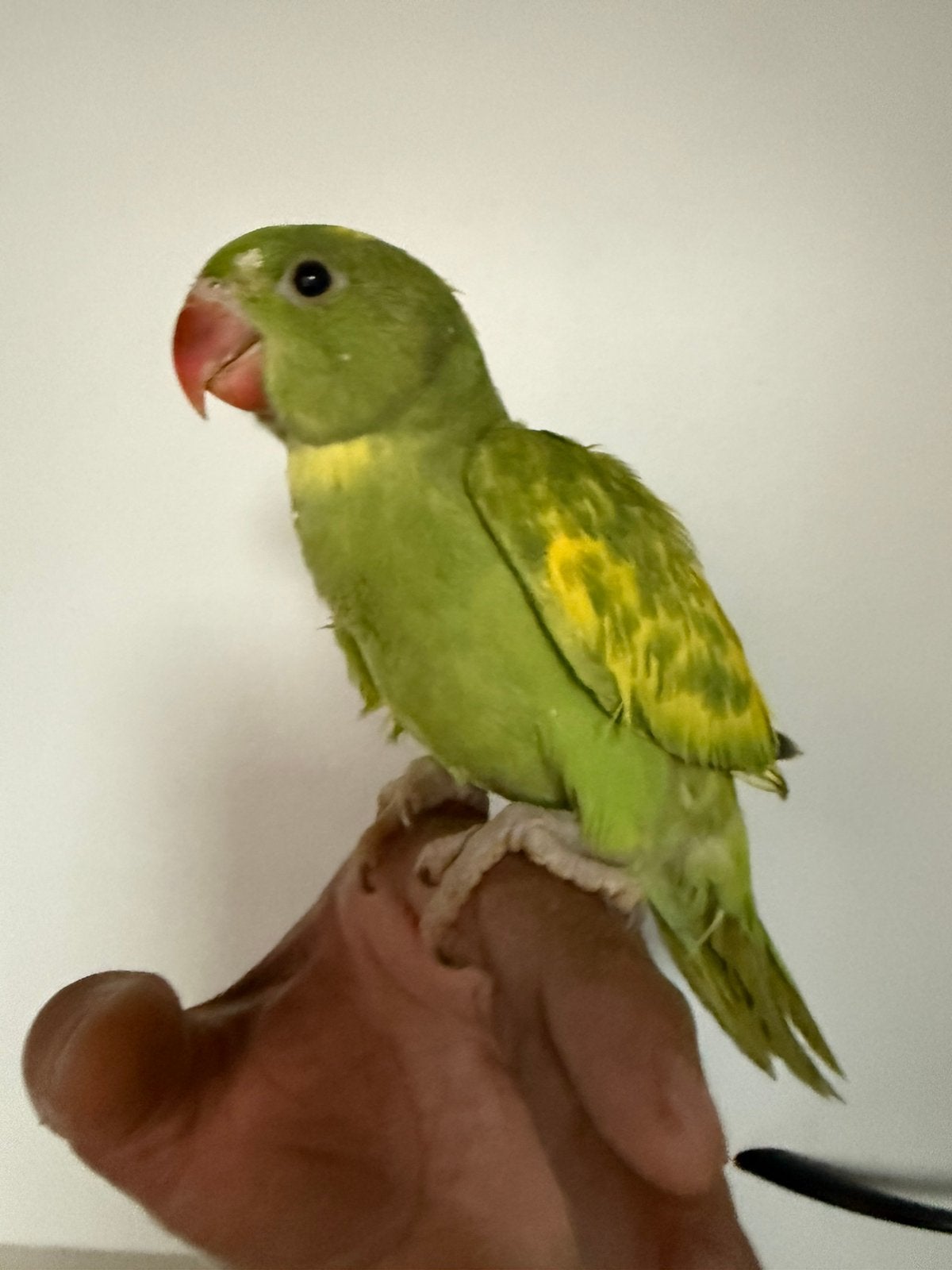 Super tamme bonte halsband parkiet, Dieren en Toebehoren, Vogels | Parkieten en Papegaaien, Geslacht onbekend, Parkiet, Tam