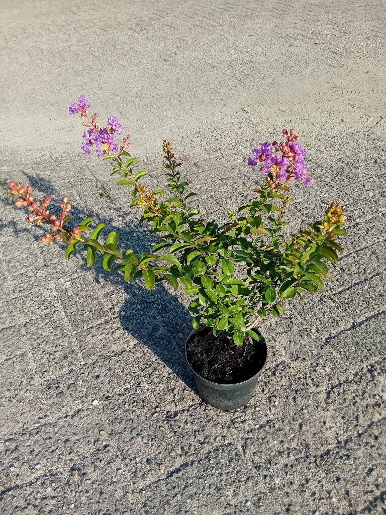 Paarse Lagerstroemia, Tuin en Terras, Overige soorten, Volle zon, Vaste plant, Ophalen of Verzenden