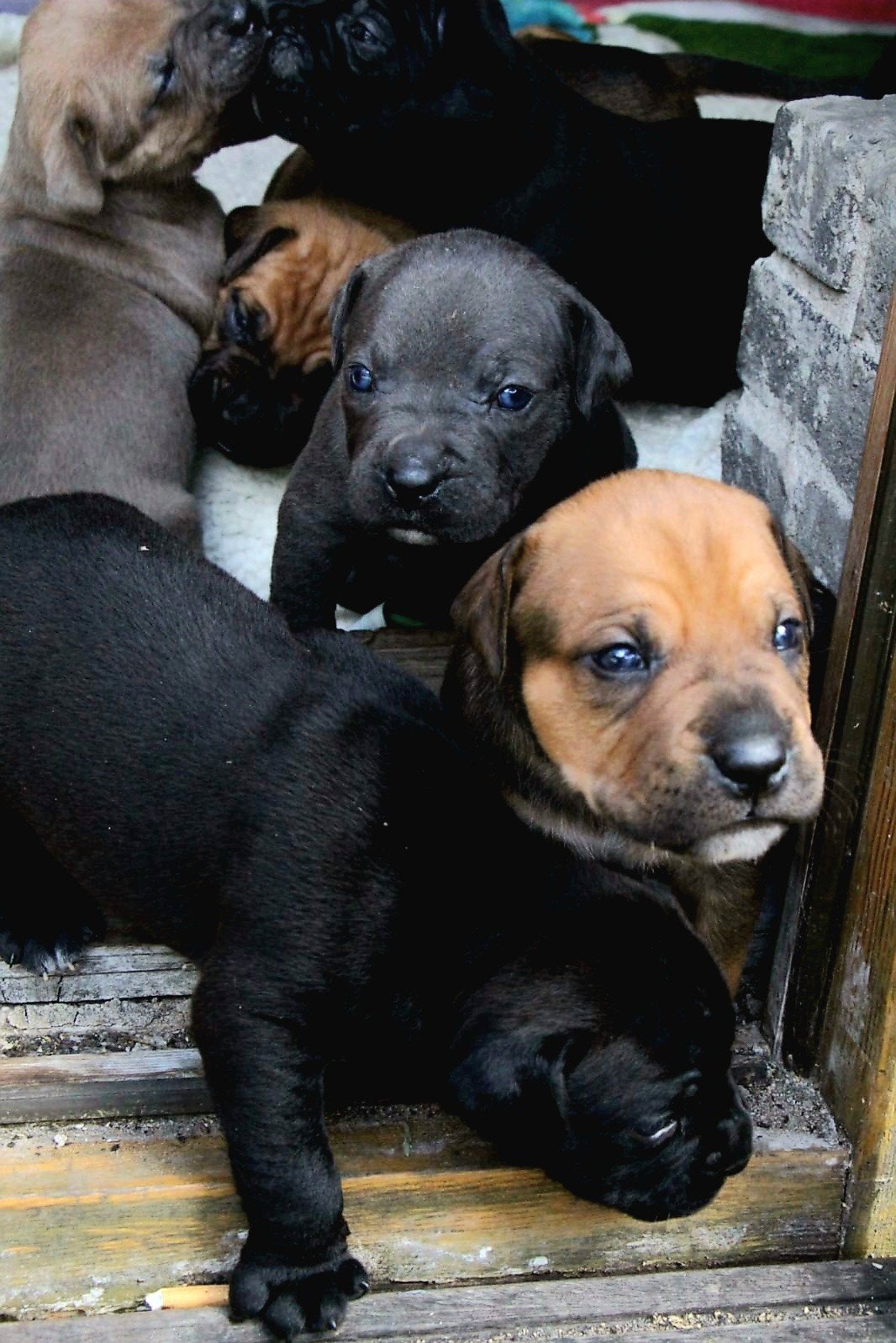 Mooie gezonde pups geboren op 29-06-2026, Parvo, 8 tot 15 weken, Meerdere, Meerdere dieren