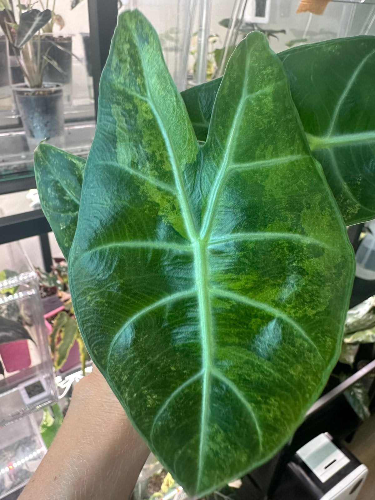 Alocasia nairobi nights variegata, Ophalen of Verzenden, Halfschaduw, Minder dan 100 cm