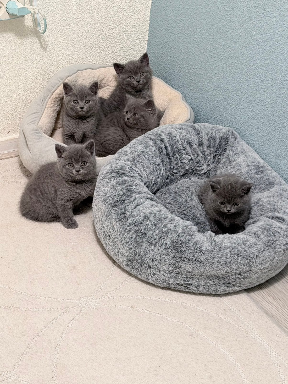 Britse Korthaar Kittens - Laatste kitten, Dieren en Toebehoren, Meerdere dieren, Ontwormd, 0 tot 2 jaar