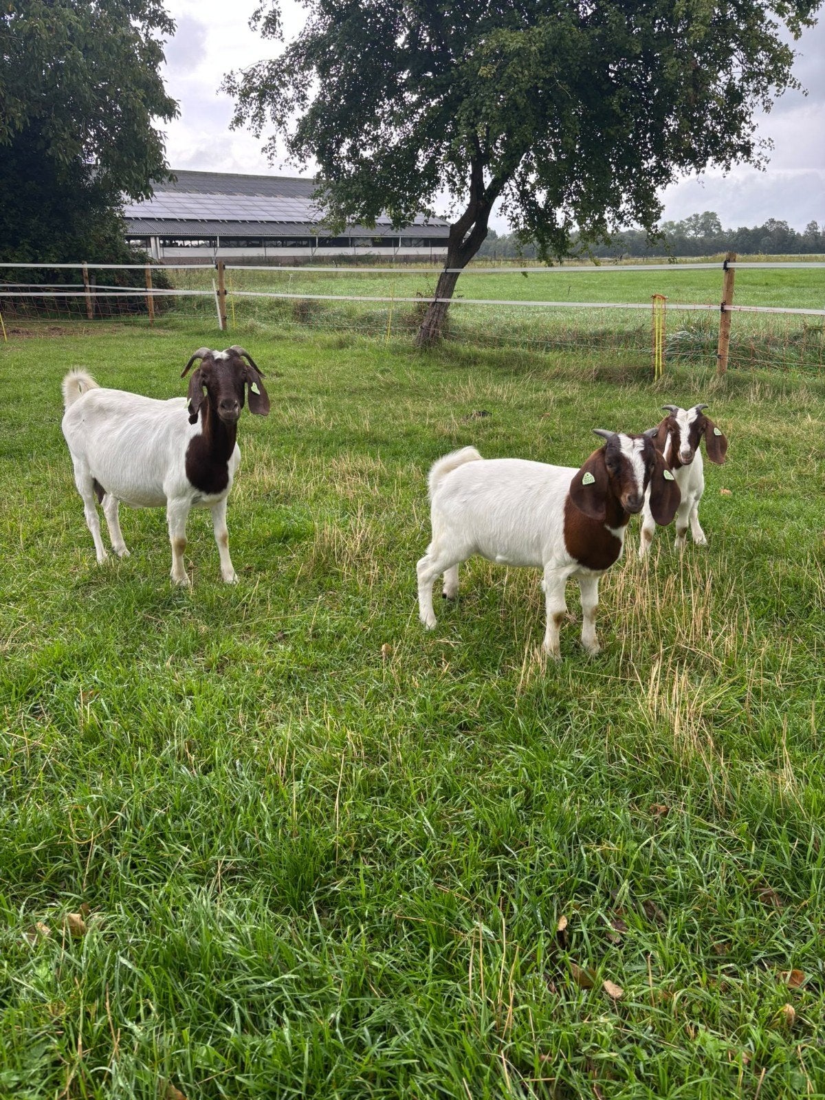 3 boeren melkgeiten, Vrouwelijk, Geit