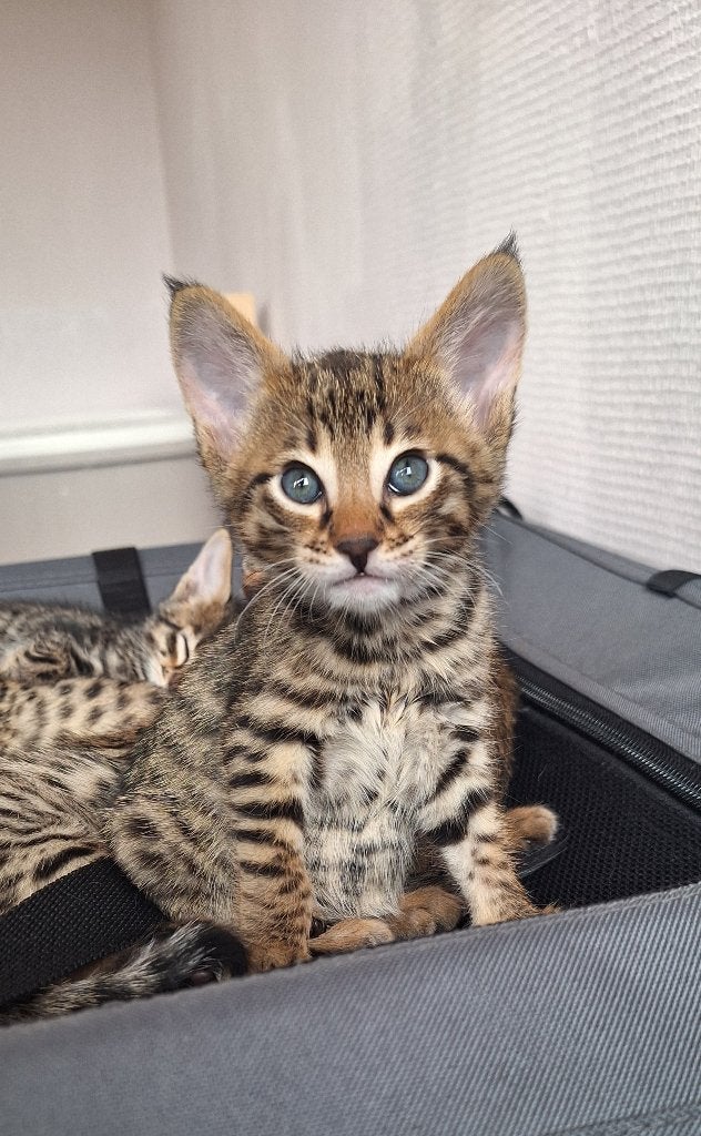 prachtig lief Savannah Kittens met Stamboom, Meerdere dieren, Met stamboom, 0 tot 2 jaar