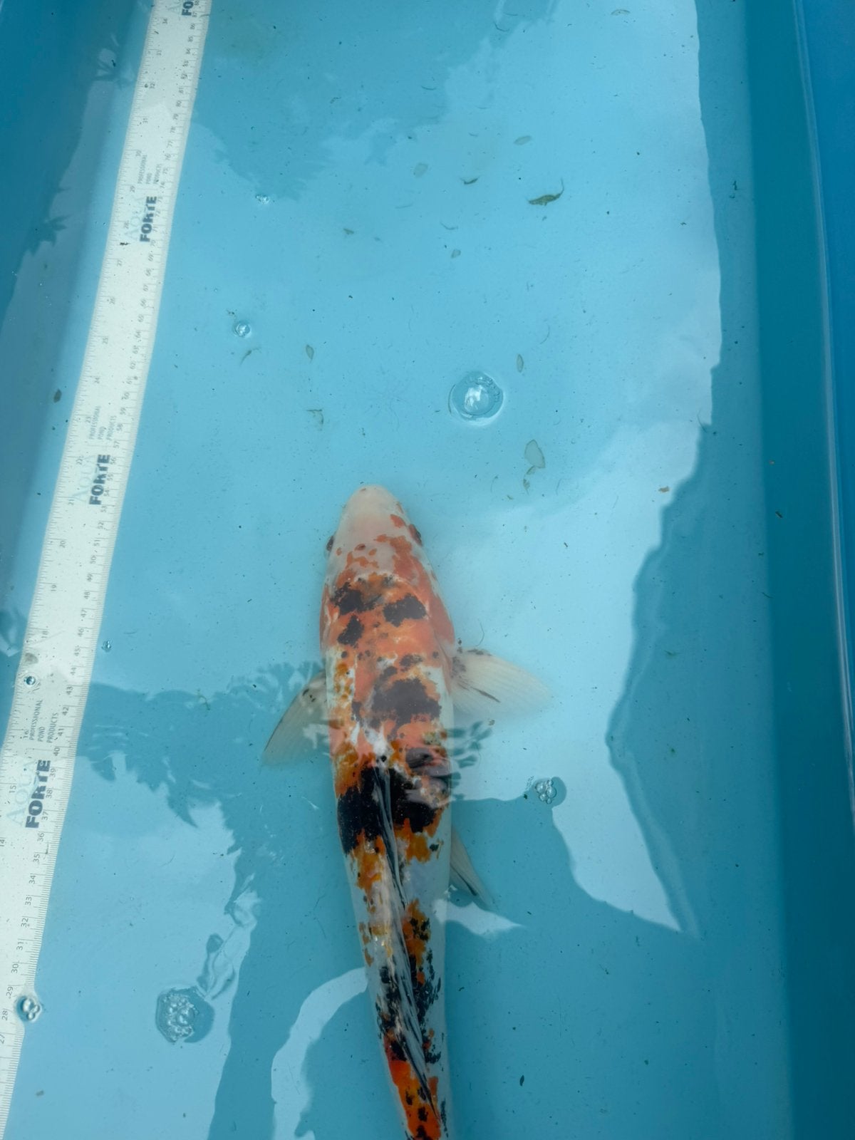 Taisho Sanke, Karper of Koi