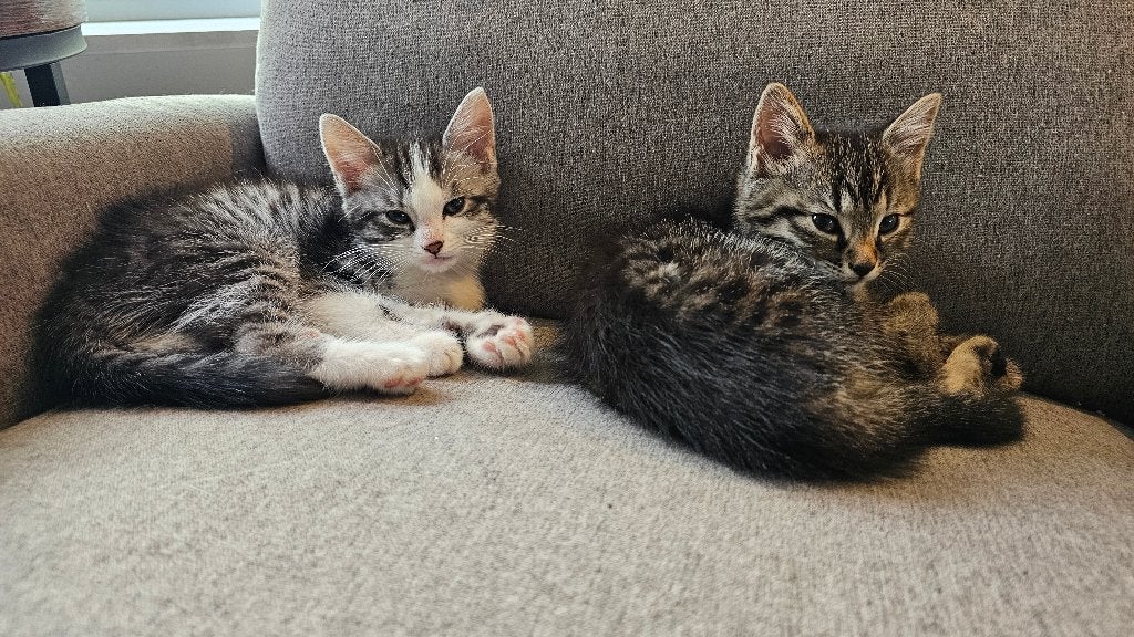 3 Lieve Speelse Kittens! Tijgervacht! 1 kater, 2 poes., Poes, Kortharig, 0 tot 2 jaar