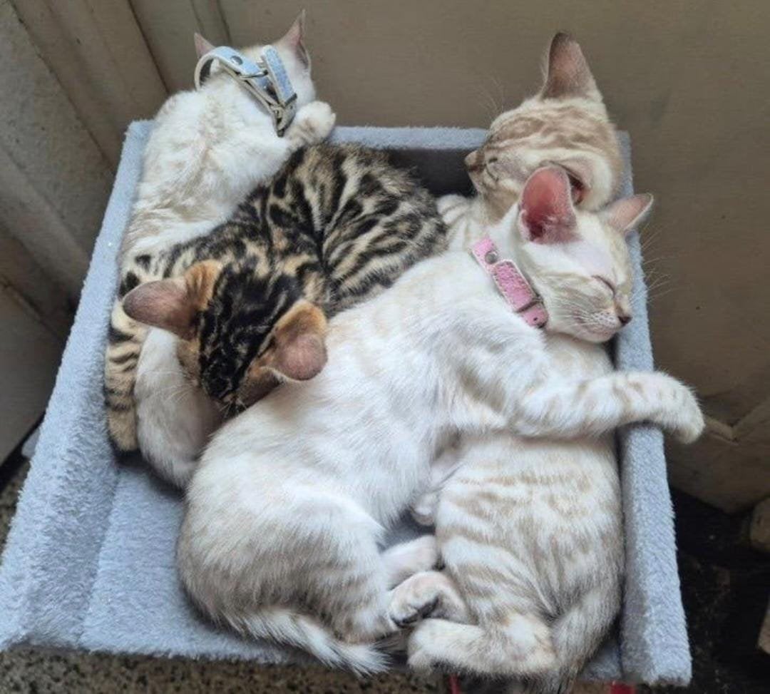 Bengaal kittens te koop, Dieren en Toebehoren, Katten en Kittens | Overige Katten, Meerdere dieren