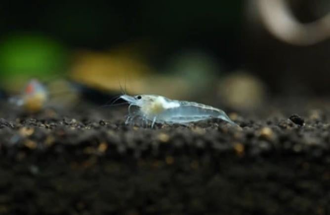 Snow White Amano garnalen 1,5 - 2 cm - Caridina shrimp, Dieren en Toebehoren, Vissen | Aquariumvissen, Kreeft, Krab of Garnaal