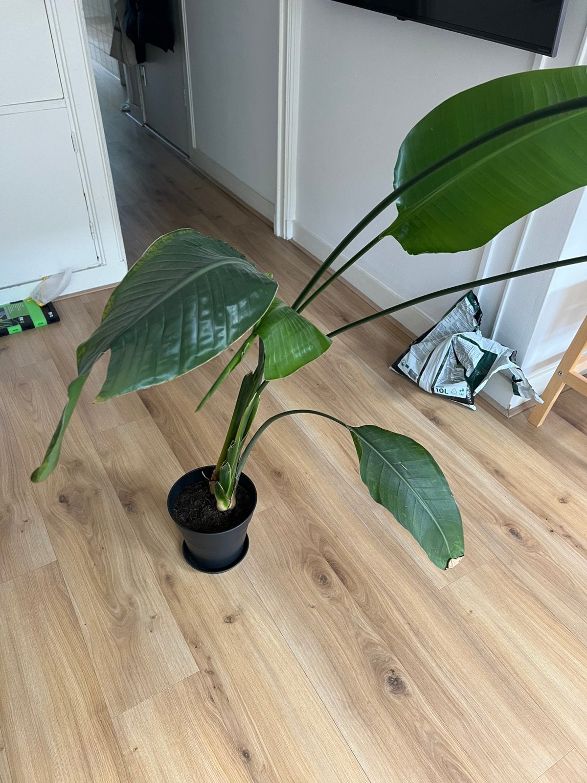 Strelitzia Nicolai / Paradijsvogelplant 120 cm, Ophalen, 100 tot 150 cm, Overige soorten, Volle zon