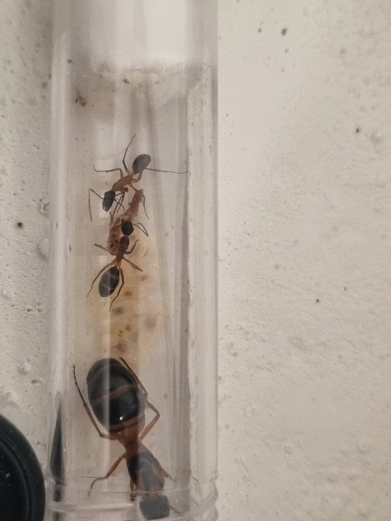 Camponotus consobrinus (eerste werksters), Dieren en Toebehoren