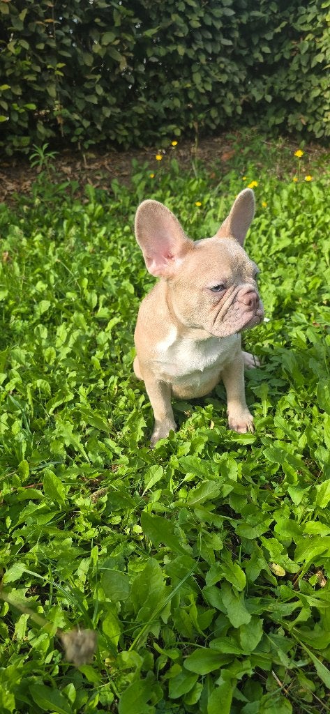 Isabella Franse Bulldog pups op zoek naar een fijn thuis, 8 tot 15 weken, Parvo, Bulldog, Meerdere