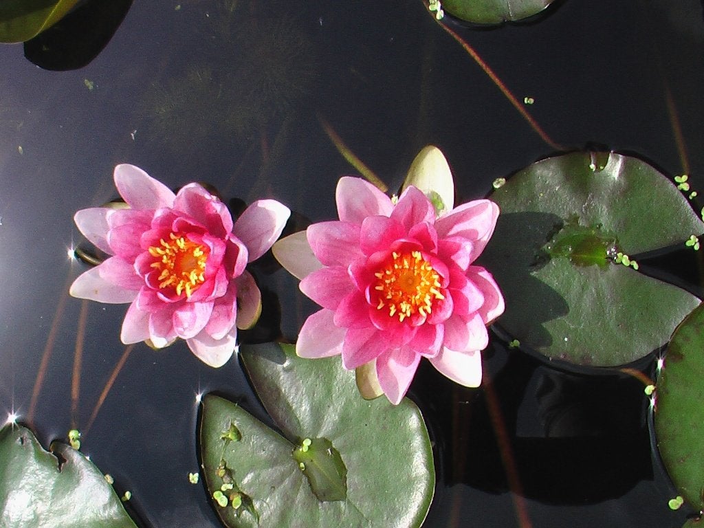 waterlelie grote plant, Ophalen, Gebruikt