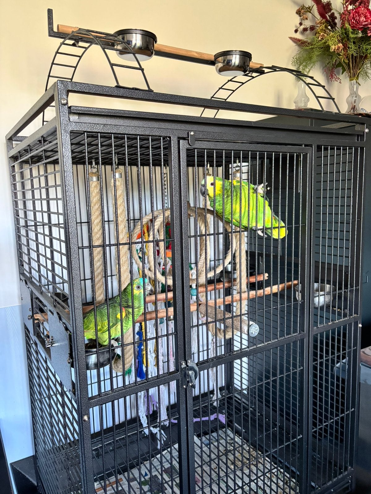 Blouwvoorhoofdamazone en geelschouderblauwvoorhoofdamazone, Meerdere dieren, Papegaai, Pratend