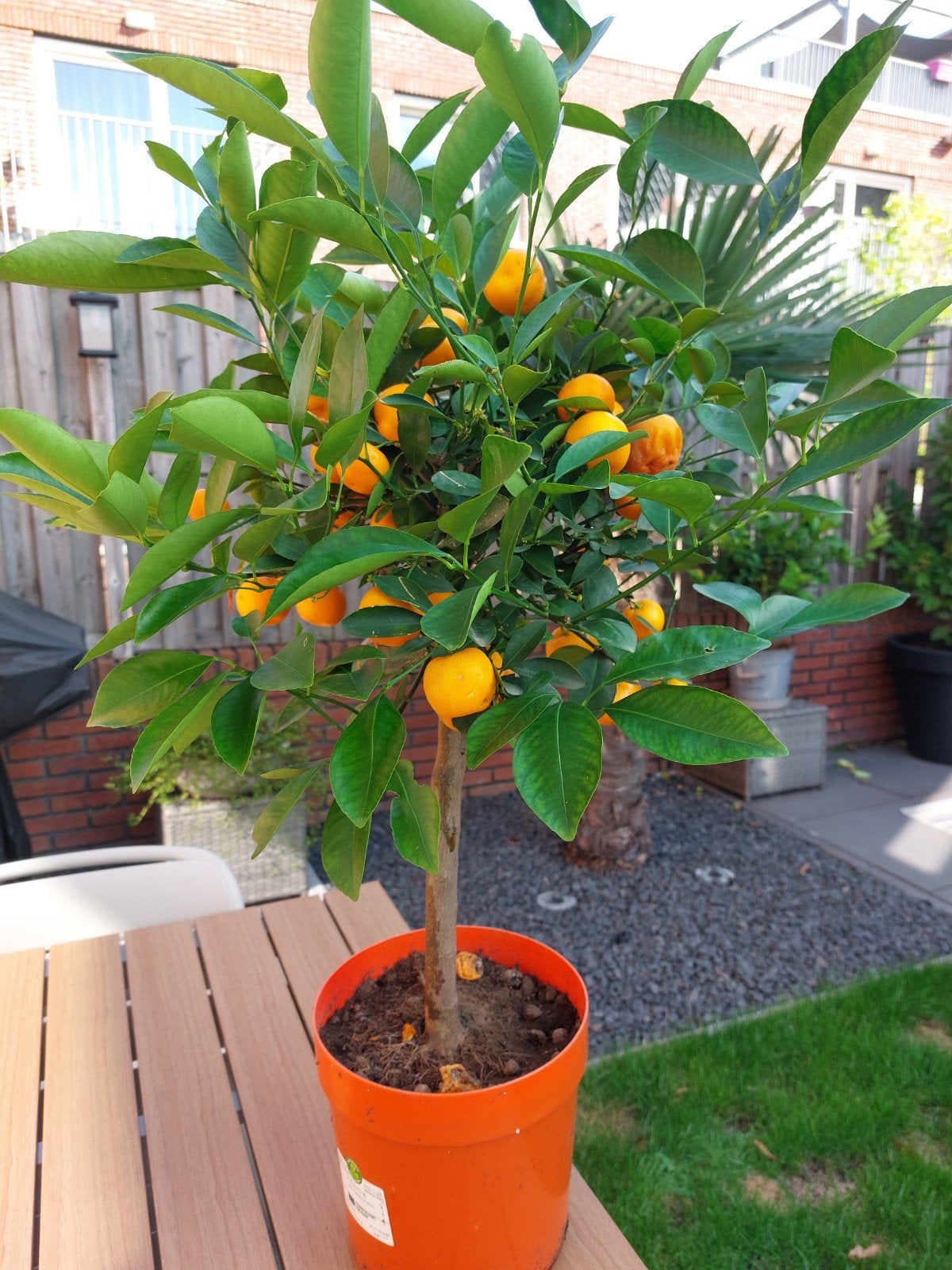 Calamondino Citrus Mitis - Ecologische Citrusvrucht, Ophalen, Lente, Volle zon, In pot