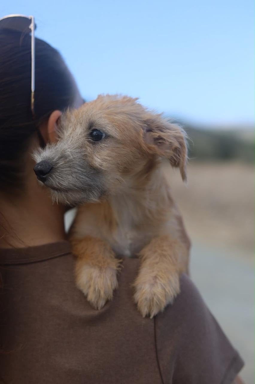 Kobe vliegt volgende naar Nederland, 15 weken tot 1 jaar, Buitenland, Eén hond, Klein