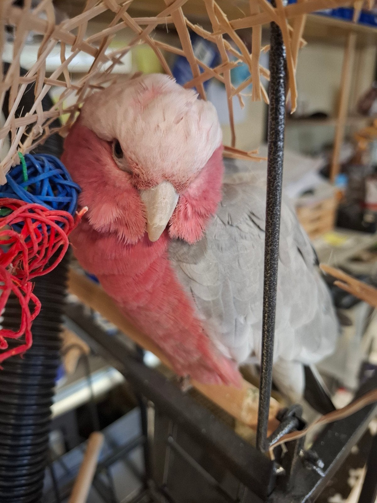 Rose kaketoe 2 jaar oud, Dieren en Toebehoren, Papegaai, Tam