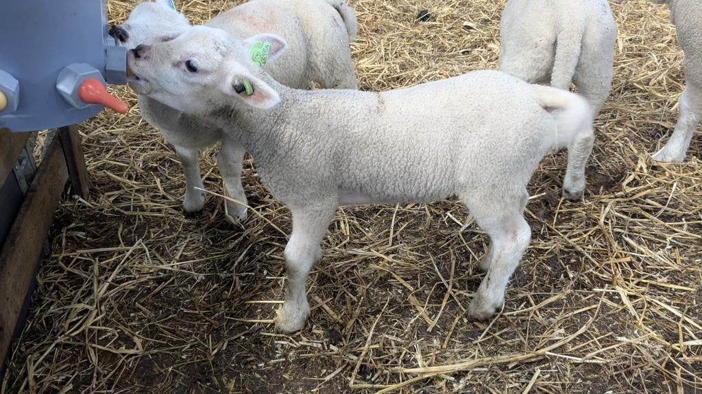 Paplam / fleslammetje, Vrouwelijk, Schaap