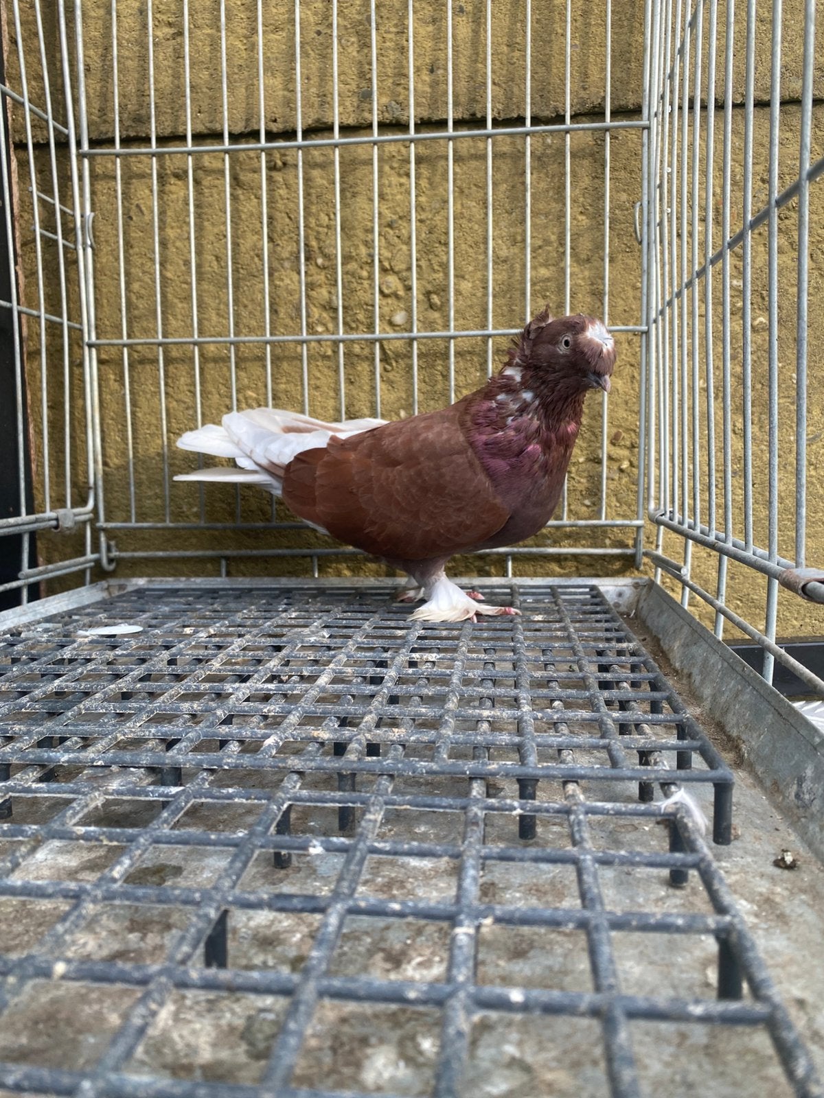 Takla şarabi Mannelijk, Meerdere dieren, Postduif