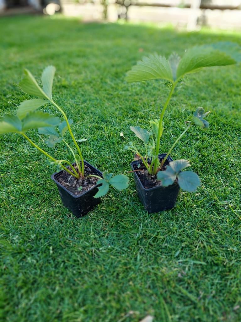 Aardbeiplantjes, Ophalen, Eenjarig, Overige soorten, Volle zon
