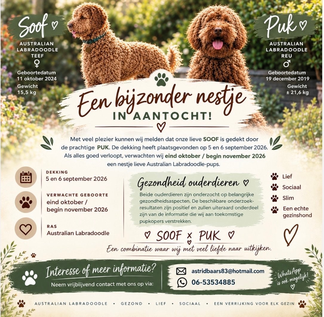 Australian Labradoodle pups, 8 tot 15 weken, Meerdere, Meerdere dieren, CDV (hondenziekte)