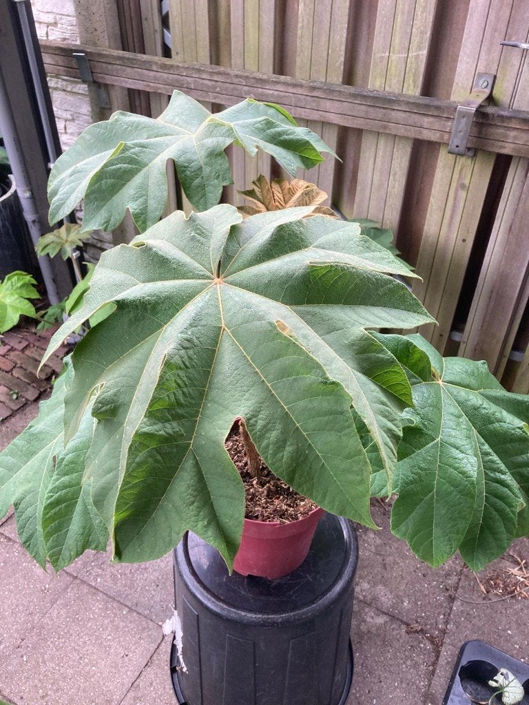 Tetrapanax papyrifera / chinese papierplant, Tuin en Terras, Ophalen, Vaste plant, Overige soorten, Halfschaduw