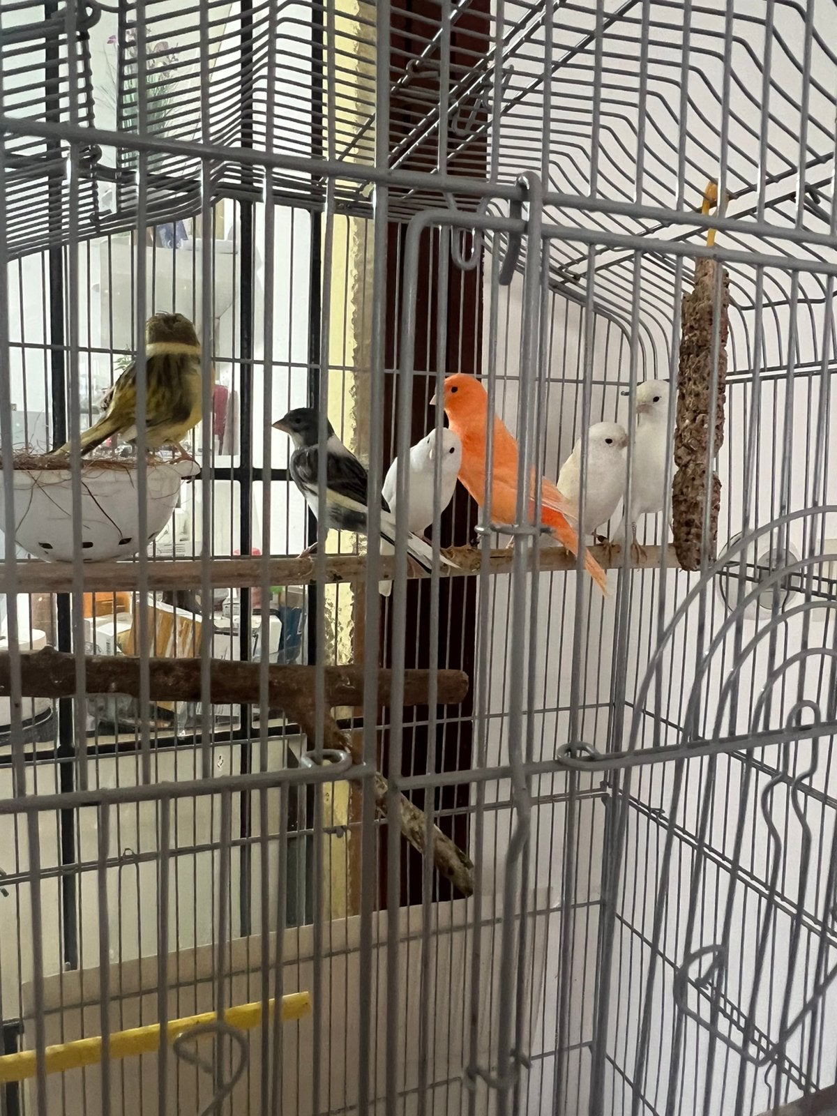 Kanarie, Dieren en Toebehoren, Meerdere dieren, Kleurkanarie