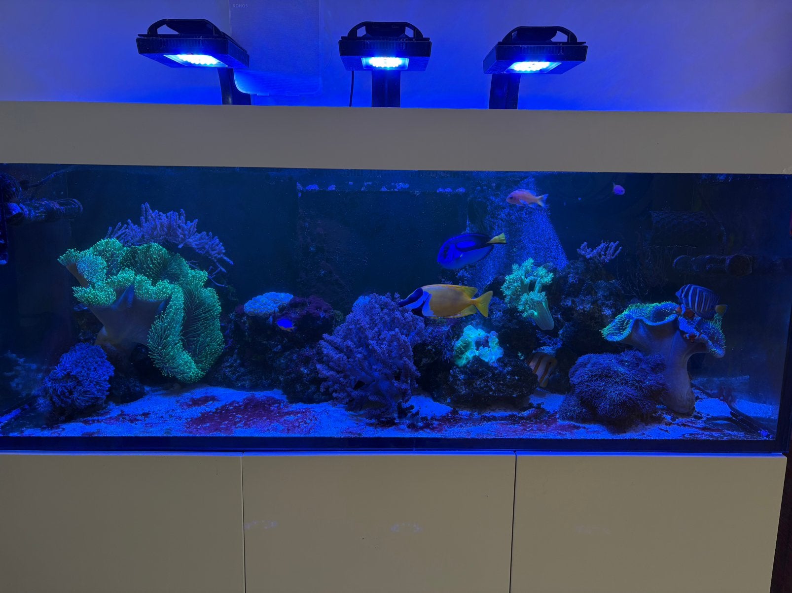 Zee Aquarium vissen aangeboden, Dieren en Toebehoren, Vissen | Aquaria en Toebehoren, Zo goed als nieuw, Gevuld zeewateraquarium