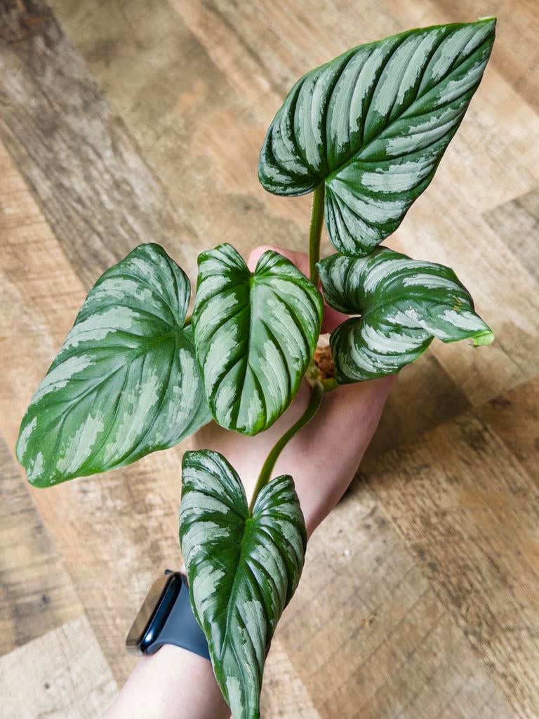 Philodendron Plowmanii stek, Huis en Inrichting, Kamerplanten, Ophalen of Verzenden, Halfschaduw, Minder dan 100 cm