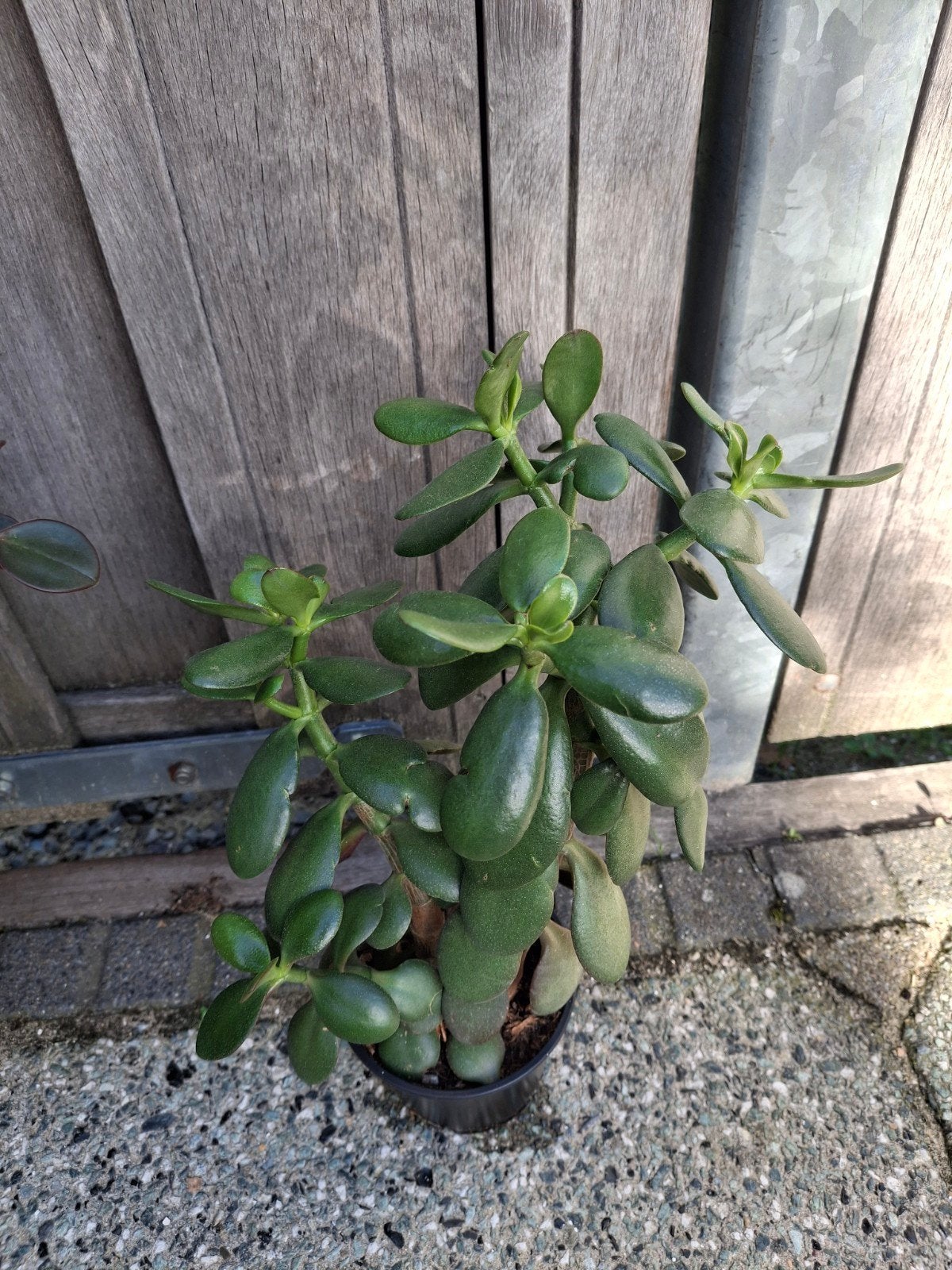 jadeplant of geldboom, Ophalen, Halfschaduw, Minder dan 100 cm