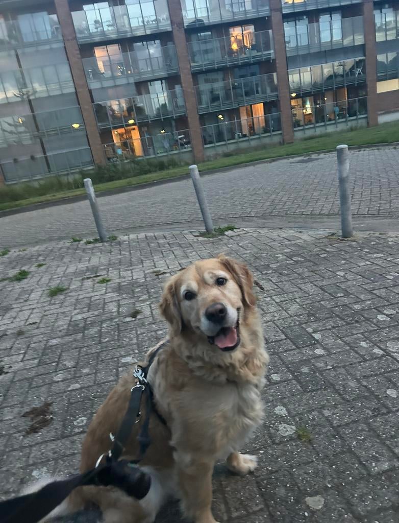 Opzoek naar een nieuwe baasje voor buddy, Dieren en Toebehoren, Eén hond, 3 tot 5 jaar, Nederland, Particulier