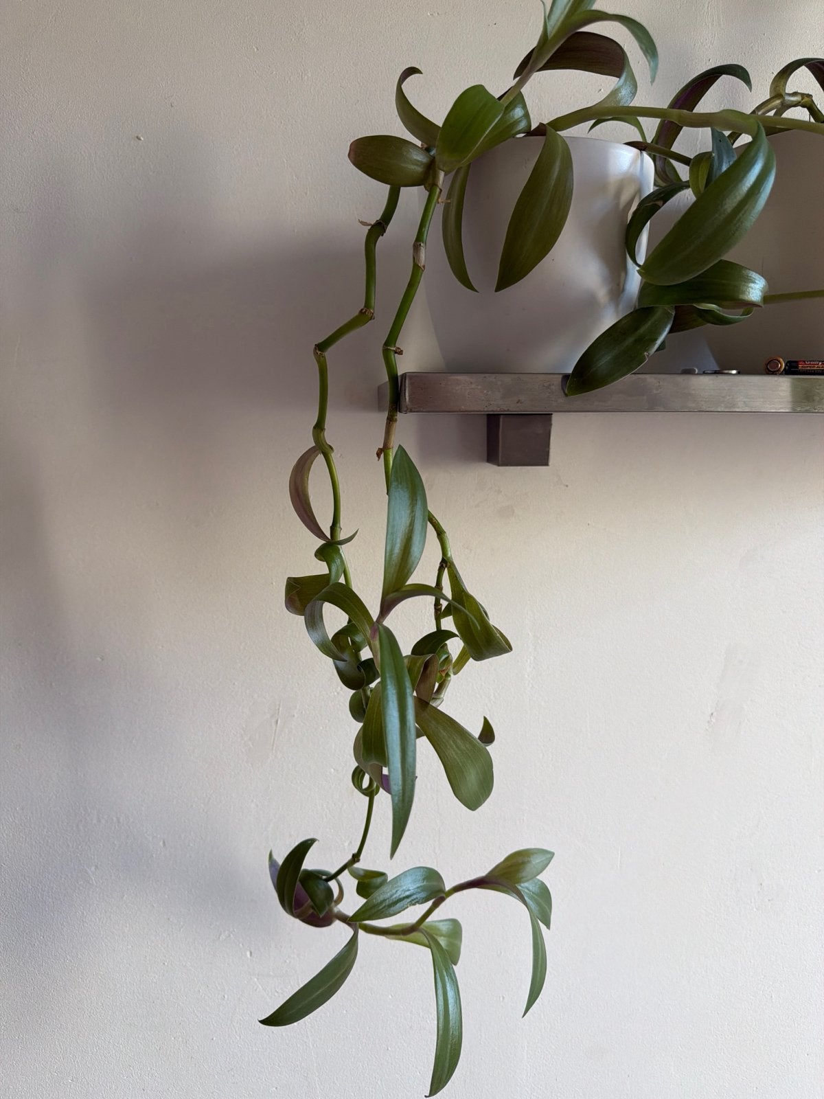 Tradescantia pallida - Paarse Hangplant Stekjes/Planten, Huis en Inrichting, Ophalen, Overige soorten, Halfschaduw, In pot