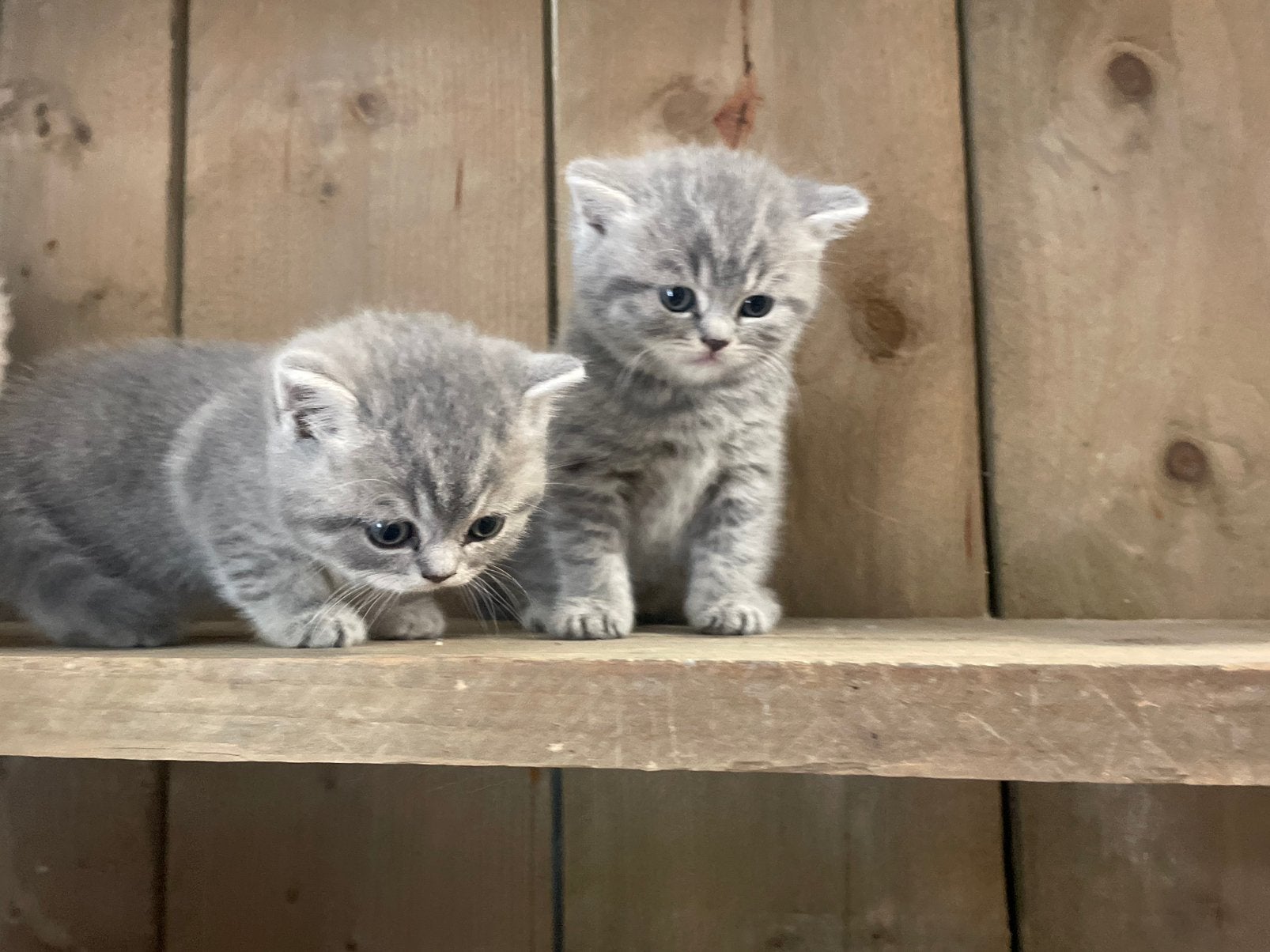 Britse korthaar kittens, Meerdere dieren, Ingeënt