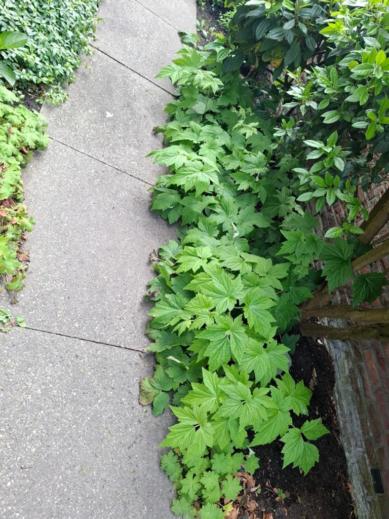 herfstanemoon (Anemone hupehensis, Ophalen, Overige soorten, Volle zon