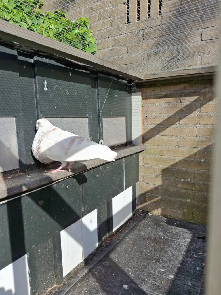 Witte doffer, Dieren en Toebehoren, Mannelijk, Kropper