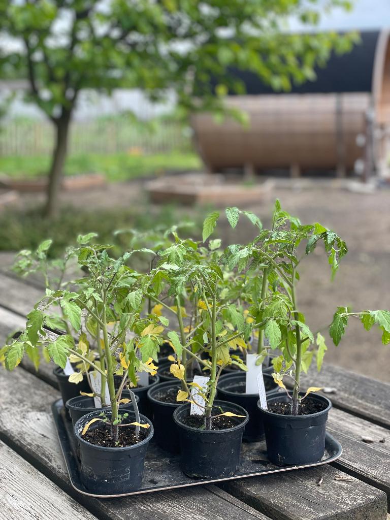 Zaadvaste biologische tomatenplanten, Ophalen, Eenjarig, Groenteplanten, Volle zon