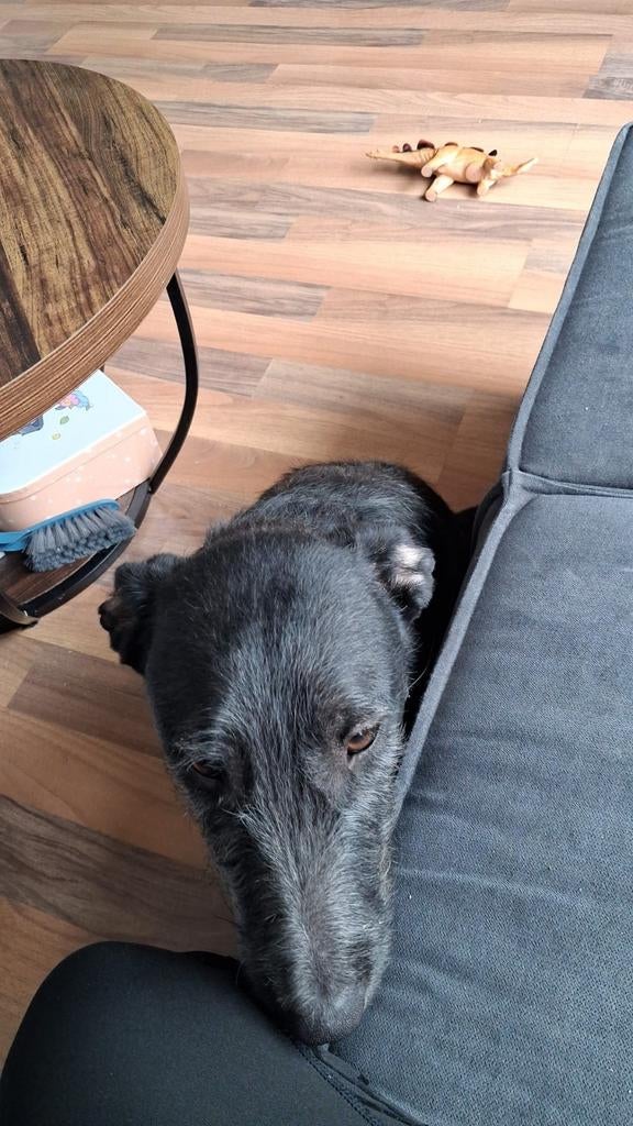 Lieve hond te koop, 15 weken tot 1 jaar, Reu, Eén hond, Nederland