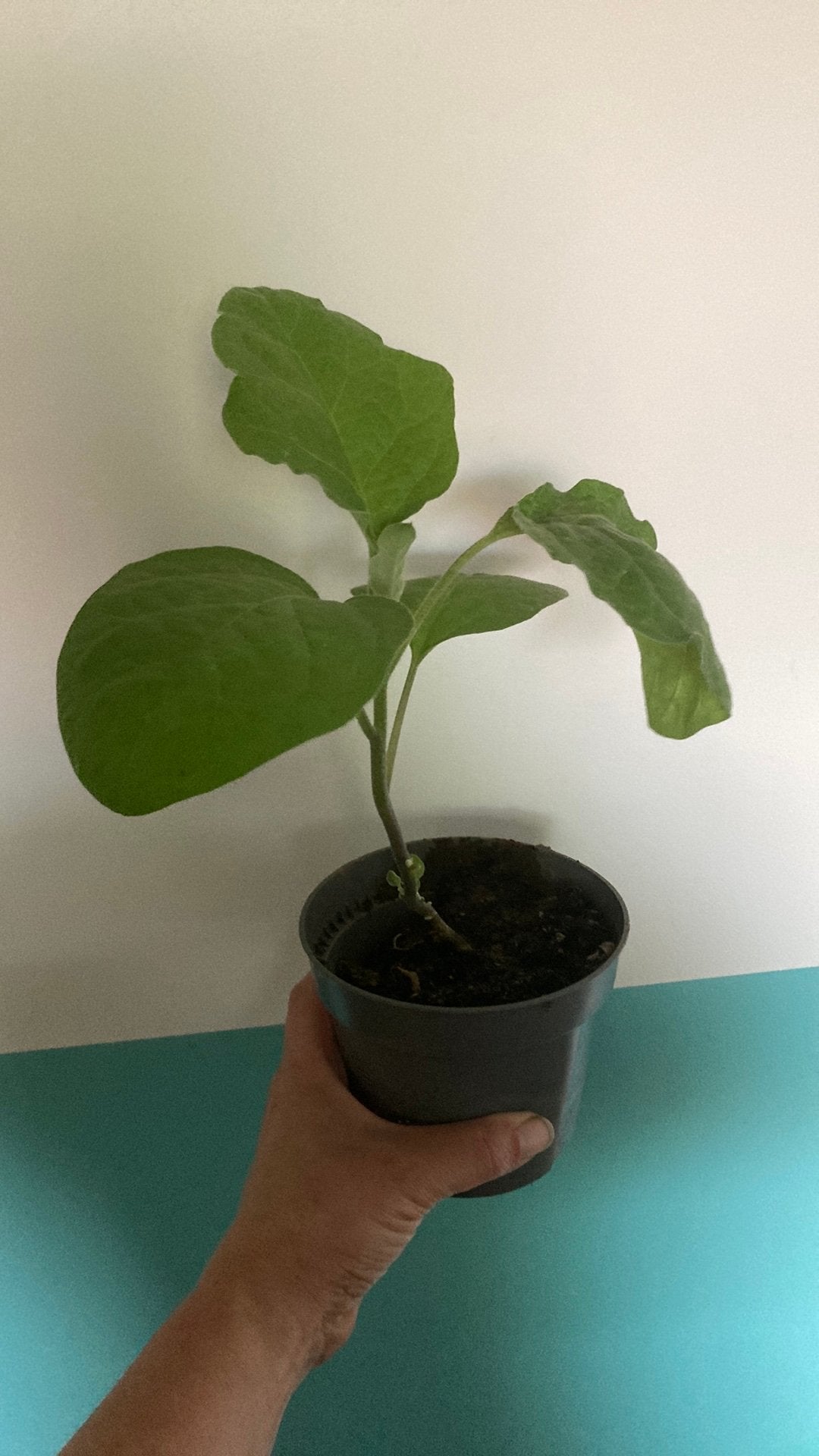 Aubergine (lunga) plantje, Ophalen of Verzenden, Halfschaduw, Minder dan 100 cm