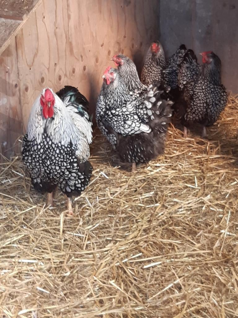 Broedeieren van wyandotte zilver-zwart gezoomd.groot ras., Dieren en Toebehoren, Geslacht onbekend, Kip