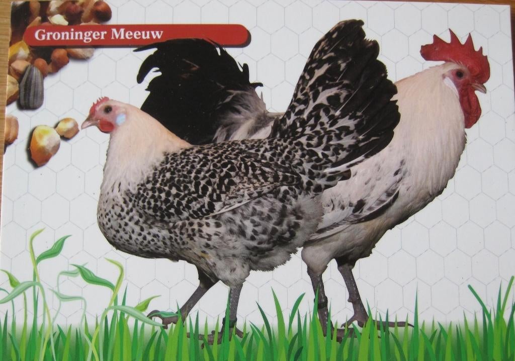 Ansichtkaart van een hoender - Groninger meeuw - nieuw, Verzenden, 1980 tot heden, Ongelopen, Overige soorten