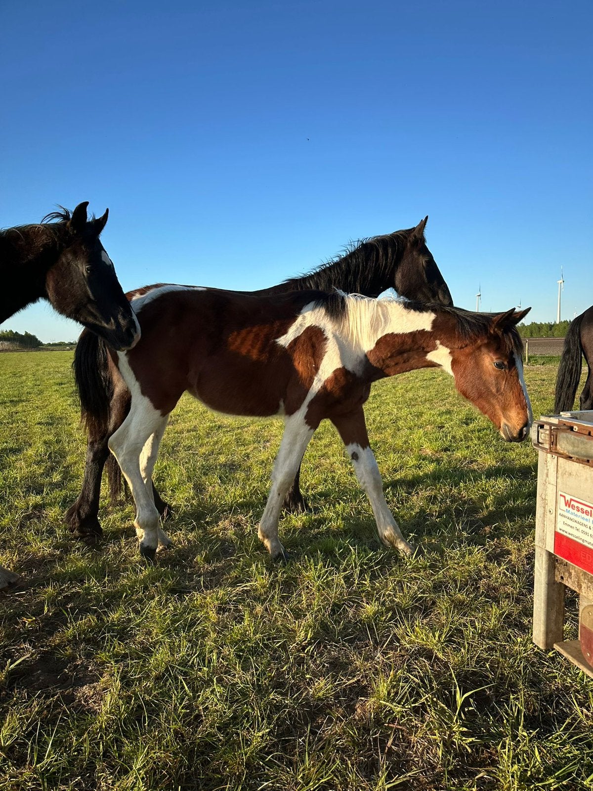 Jaarl. hengstje te koop, bruin bont. Burning color X Guidam, Springpaard, Met stamboom, 0 tot 2 jaar, Hengst