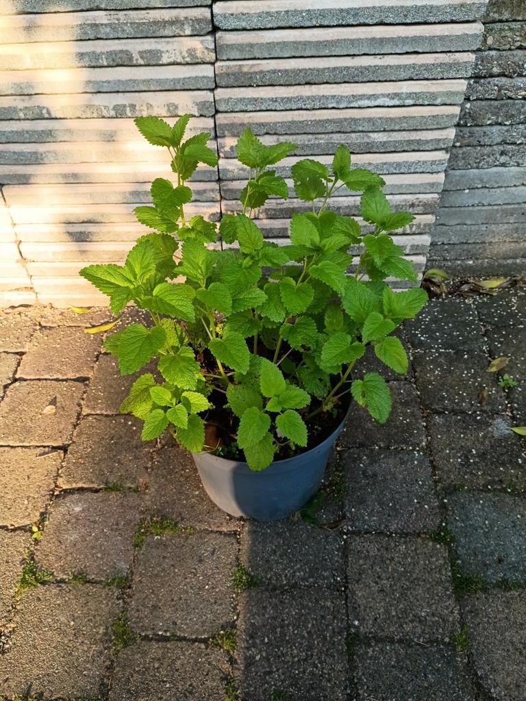 Biologische citroenmelisse, Tuin en Terras, Planten | Tuinplanten, Ophalen, Overige soorten, Volle zon