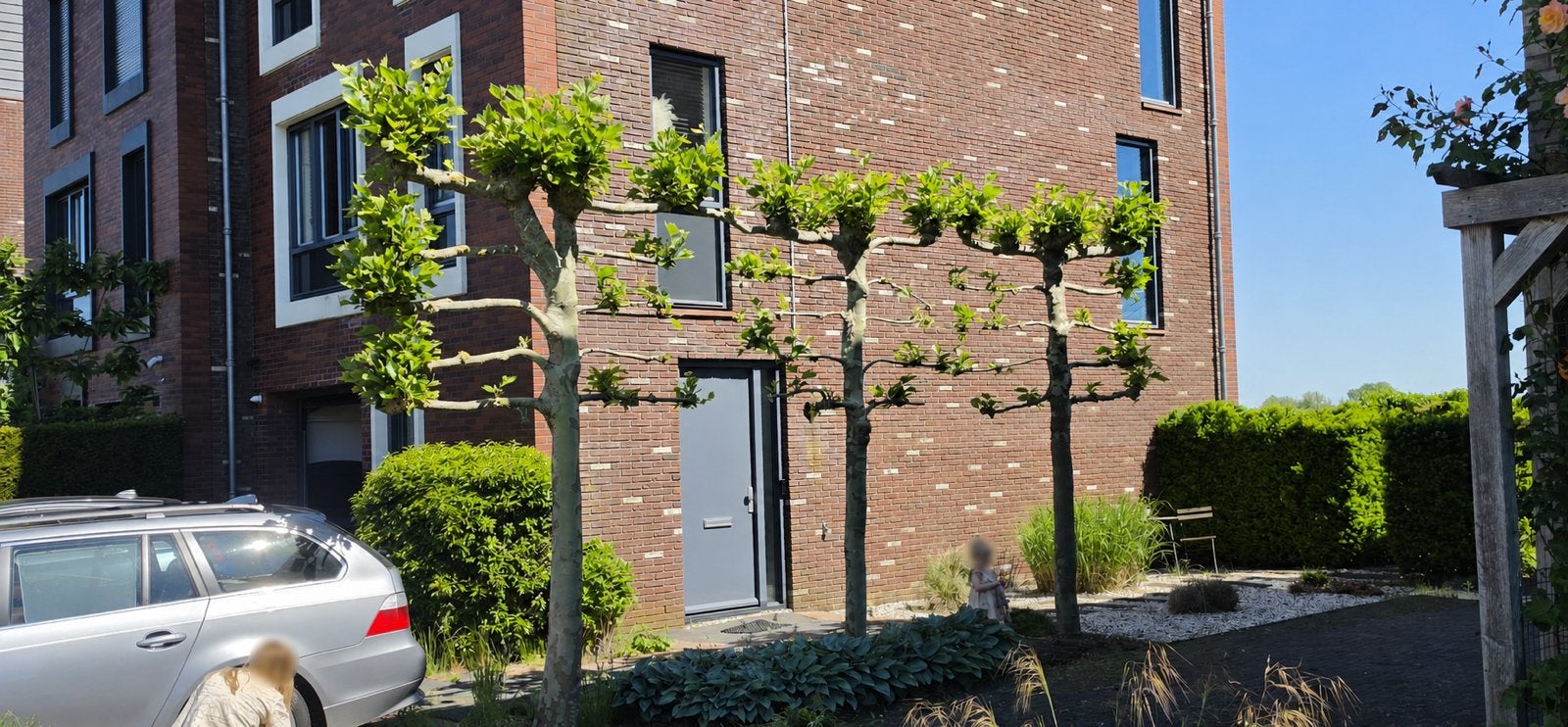 Volwassen leiplatanen / dakplatanen – stamomtrek 50-60 cm, Tuin en Terras, Leiboom, Zomer, 400 cm of meer, Ophalen