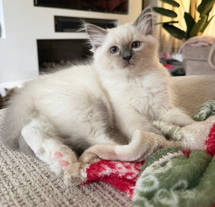 Prachtige ragdoll kittens 11 weken oud, Meerdere dieren, Ingeënt, 0 tot 2 jaar