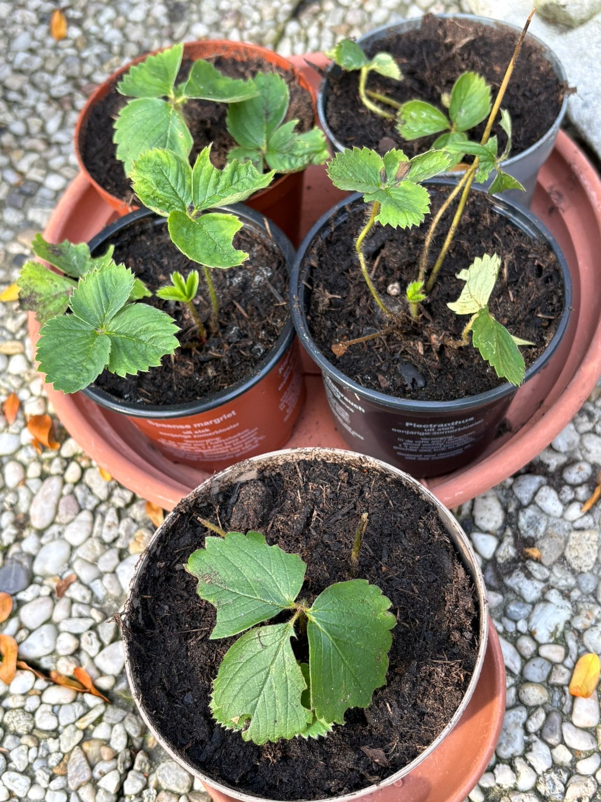 5 aardbeien plantjes (doorbloeiers), Ophalen of Verzenden, Volle zon