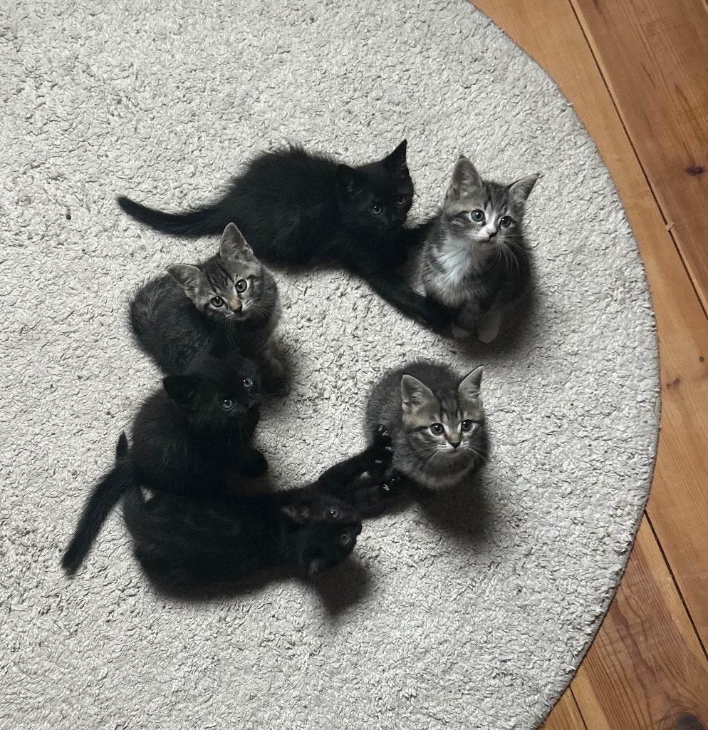Kittens (half Ragdoll) -> nog twee kittens beschikbaar, Meerdere dieren