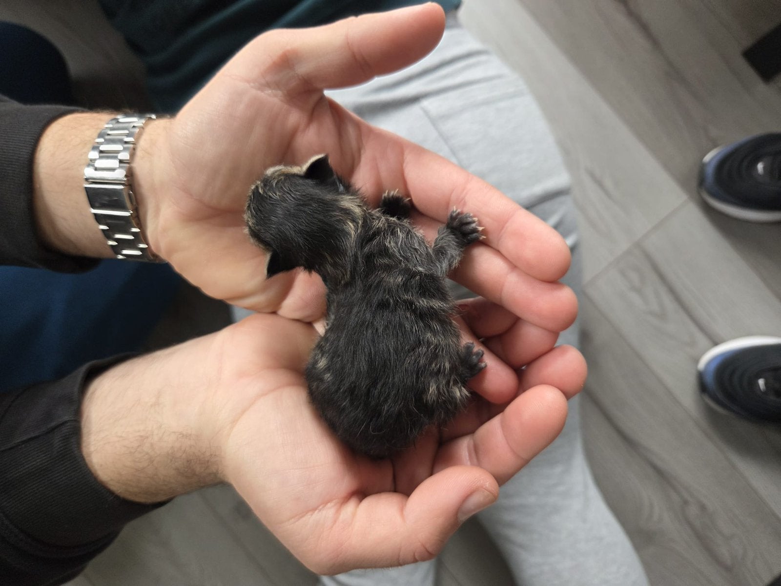 britse korthaar x maine coon poesje, Meerdere dieren