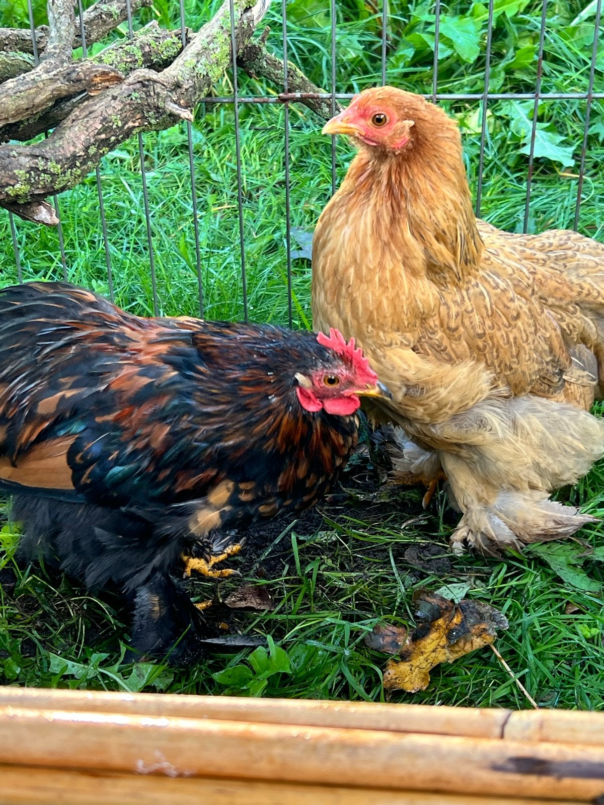 GRATIS Kippen kuikens van +- 4,5 maand (Haantje en Hen), Dieren en Toebehoren, Geslacht onbekend, Kip