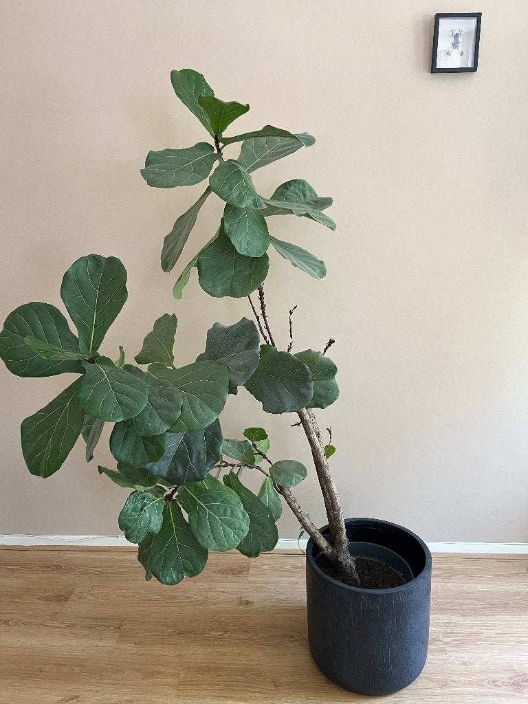 Vioolblad Vijg, Huis en Inrichting, Kamerplanten, Ophalen, Overige soorten, Halfschaduw, In pot