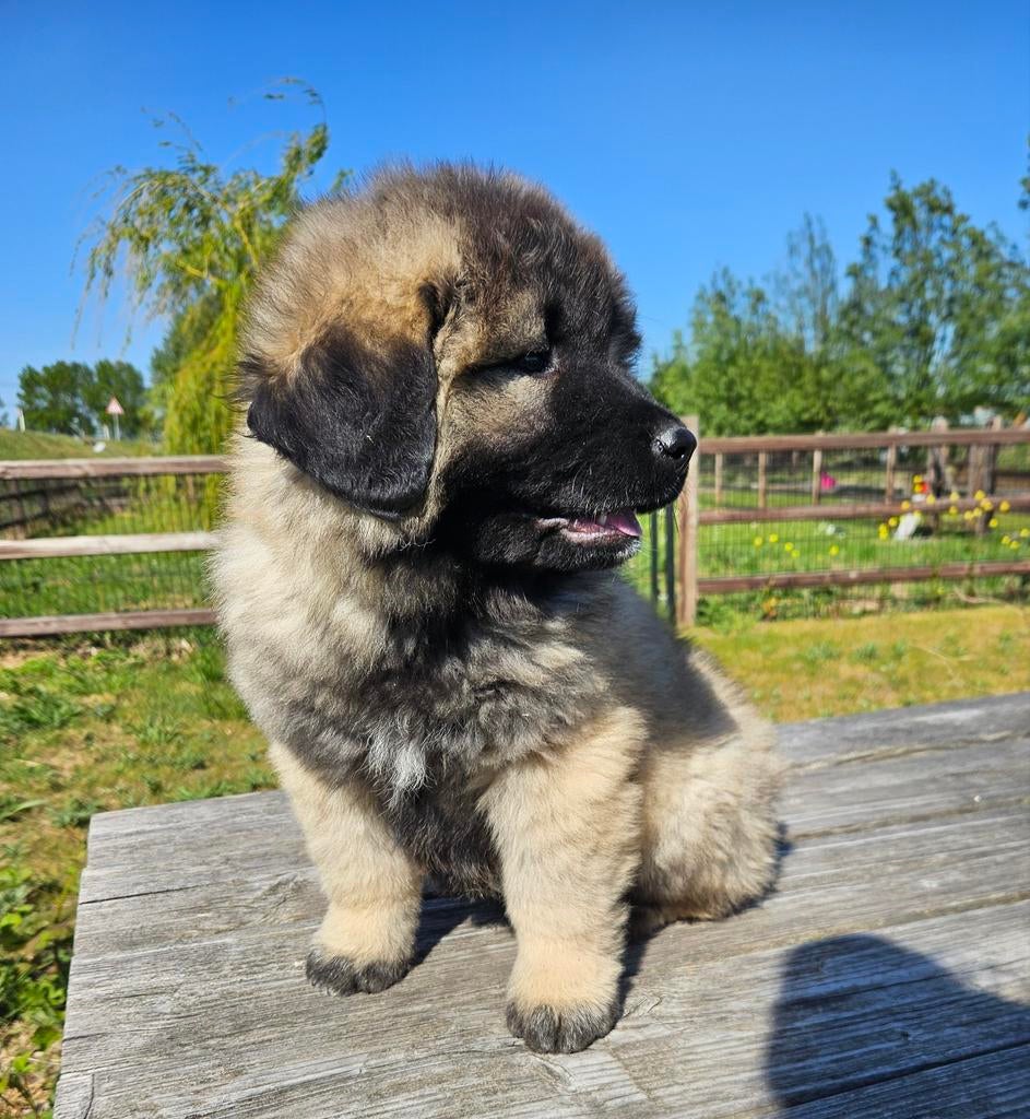 Kaukasische Owcharka / herder mogen verhuizen!!, Parvo, Nederland, Overige rassen, 8 tot 15 weken