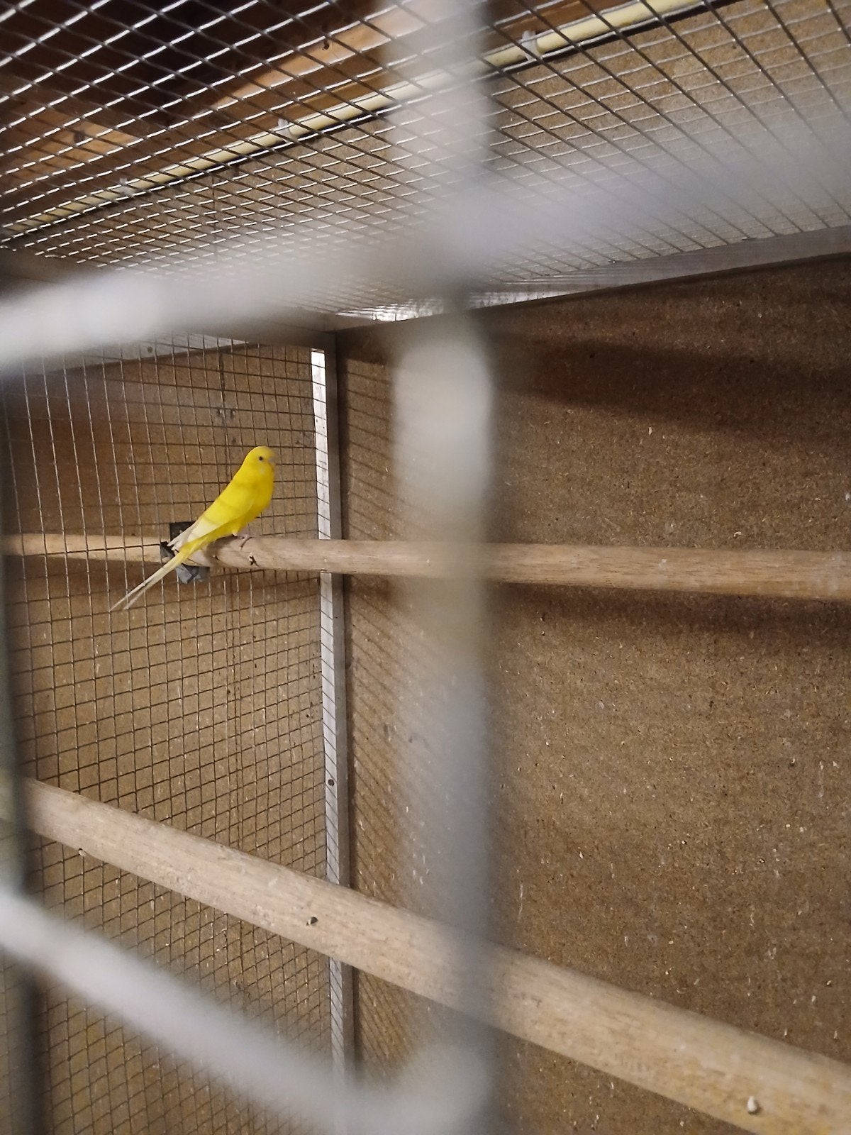 lutino grasparkiet man, Dieren en Toebehoren