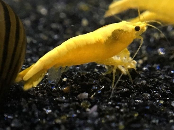 Yellow Fire Neon Backstripe Garnalen, Dieren en Toebehoren, Kreeft, Krab of Garnaal, Zoetwatervis, Schoolvis